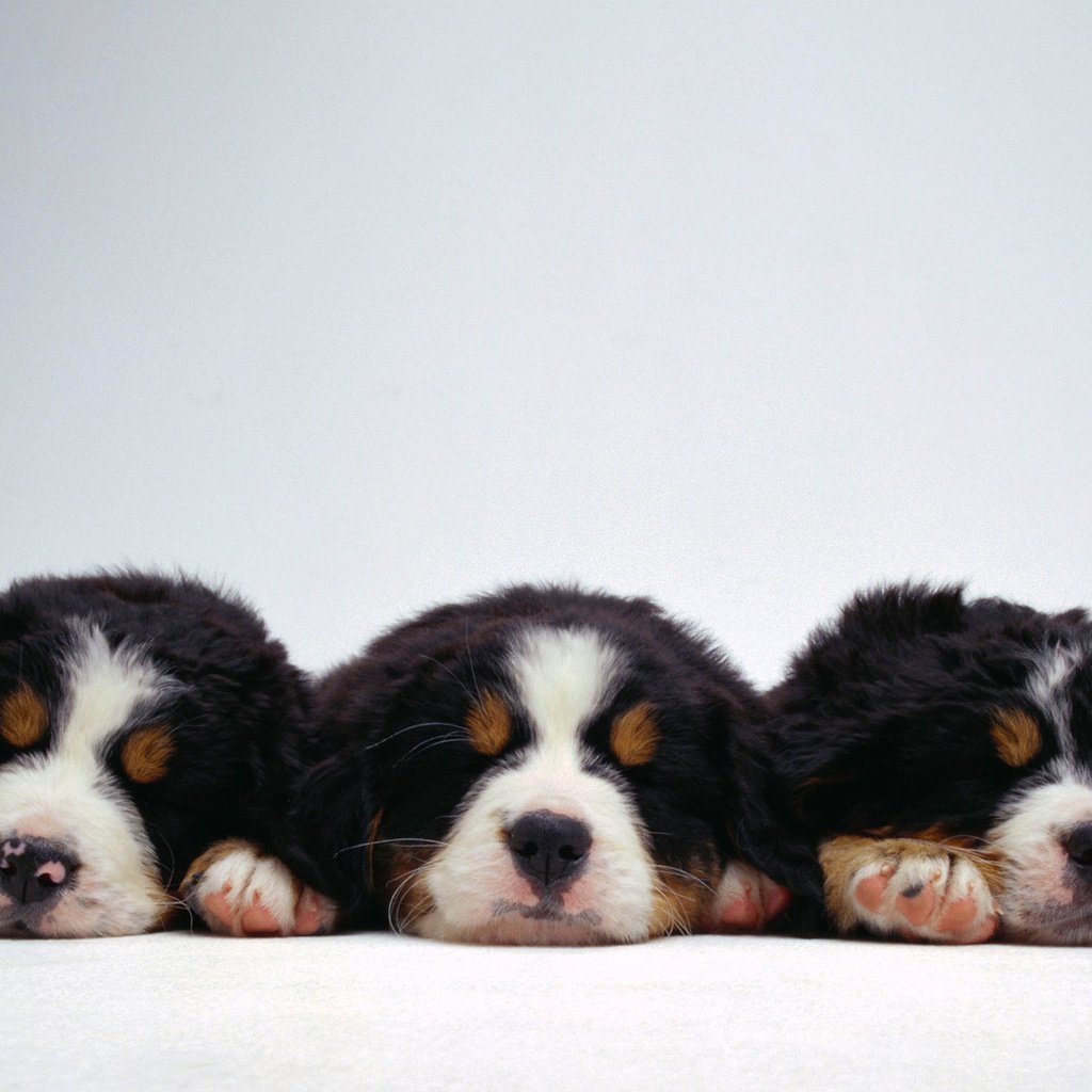 Обои три, веселых, щенка, three, fun, puppy разрешение 1920x1080 Загрузить