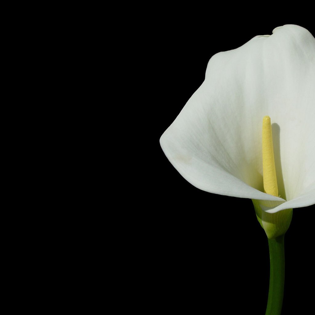 Обои цветок, темный фон, калла, flower, the dark background, calla разрешение 1920x1200 Загрузить