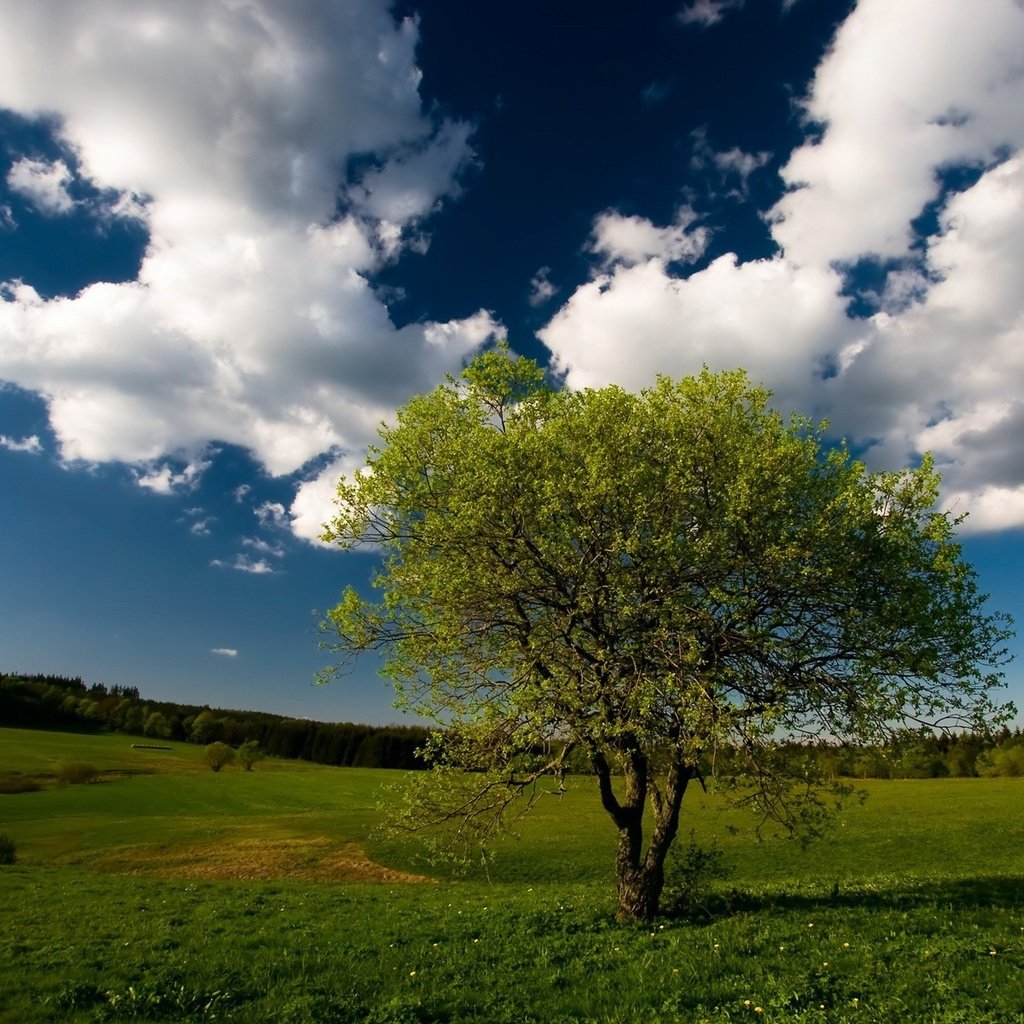 Обои небо, облака, дерево, лес, поле, the sky, clouds, tree, forest, field разрешение 1920x1200 Загрузить