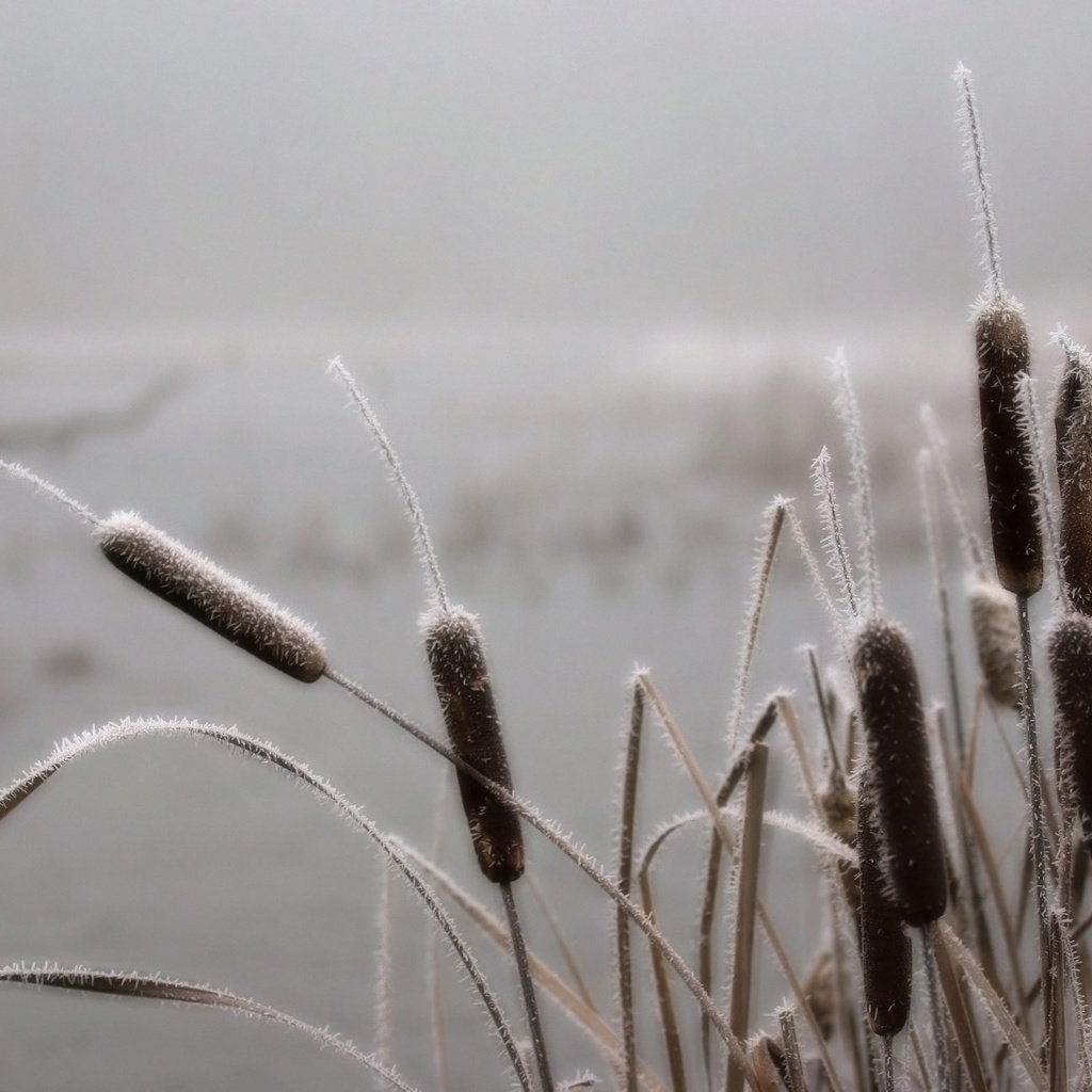 Обои небо, река, природа, обои, камыши, the sky, river, nature, wallpaper, the reeds разрешение 2560x1600 Загрузить