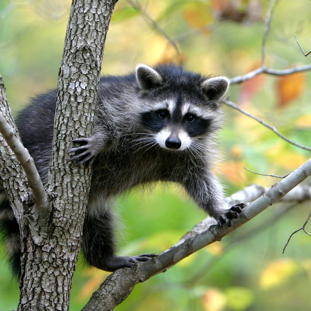 Обои природа, дерево, енот, nature, tree, raccoon разрешение 2560x1600 Загрузить