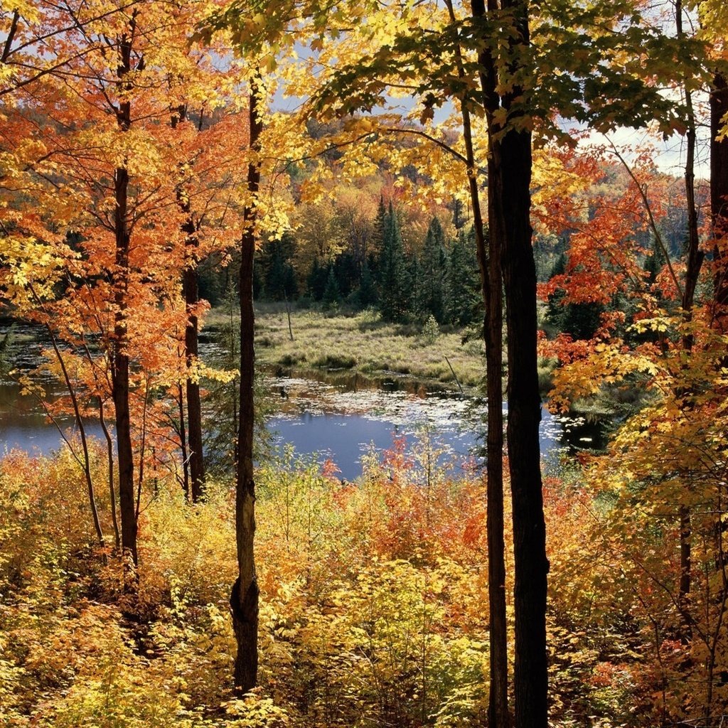 Обои деревья, болото, пейзаж, осень, trees, swamp, landscape, autumn разрешение 1920x1200 Загрузить