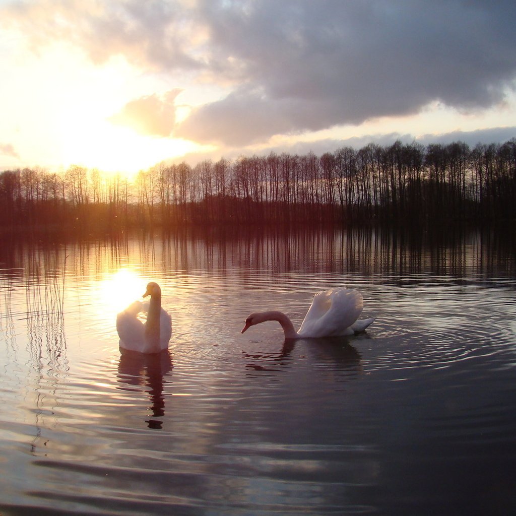 Обои озеро, закат, птицы, лебеди, белый лебедь, lake, sunset, birds, swans, white swan разрешение 1920x1200 Загрузить