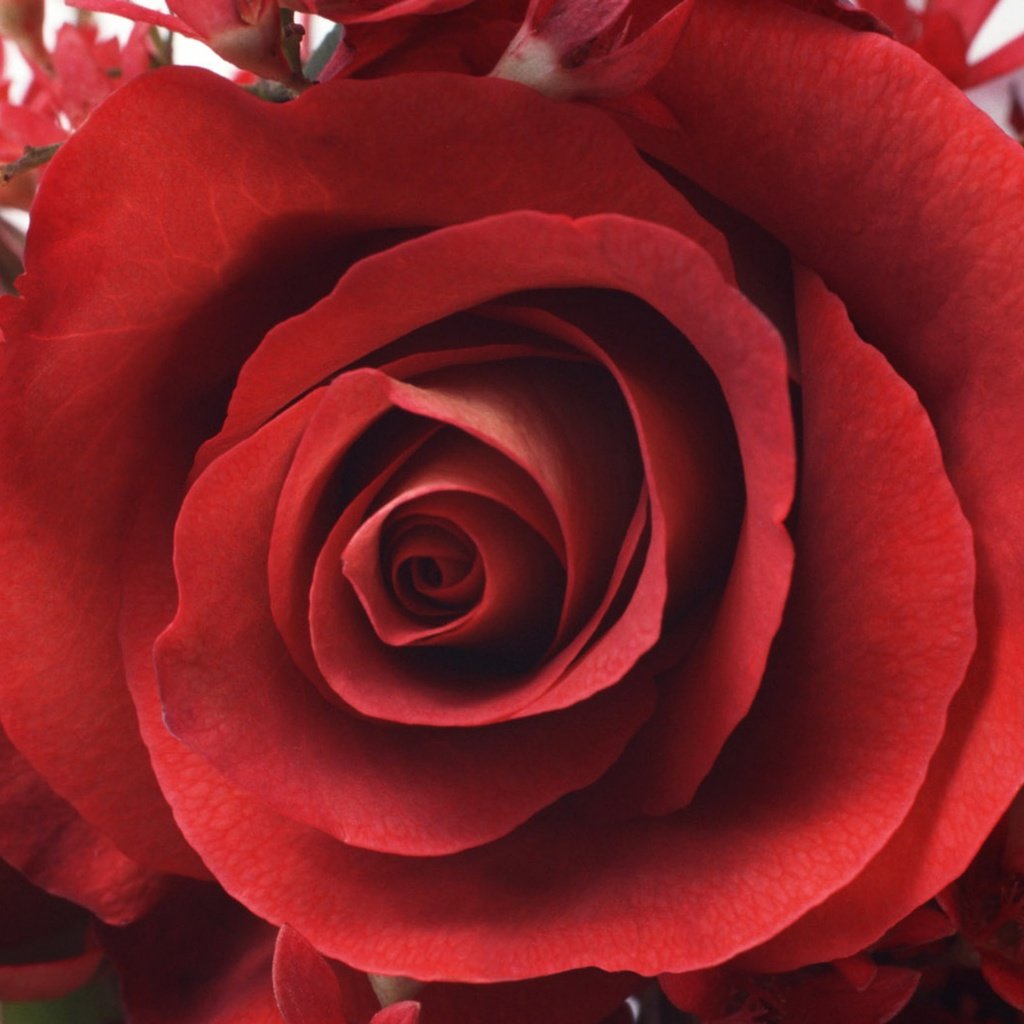Обои цветок, роза, лепестки, красная, бутон, flower, rose, petals, red, bud разрешение 2560x1600 Загрузить