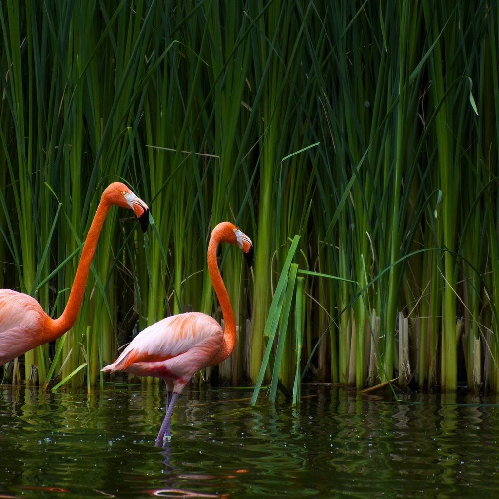 Обои озеро, фламинго, птицы, калифорния, тростник, sacramento zoo, lake, flamingo, birds, ca, cane разрешение 2560x1600 Загрузить