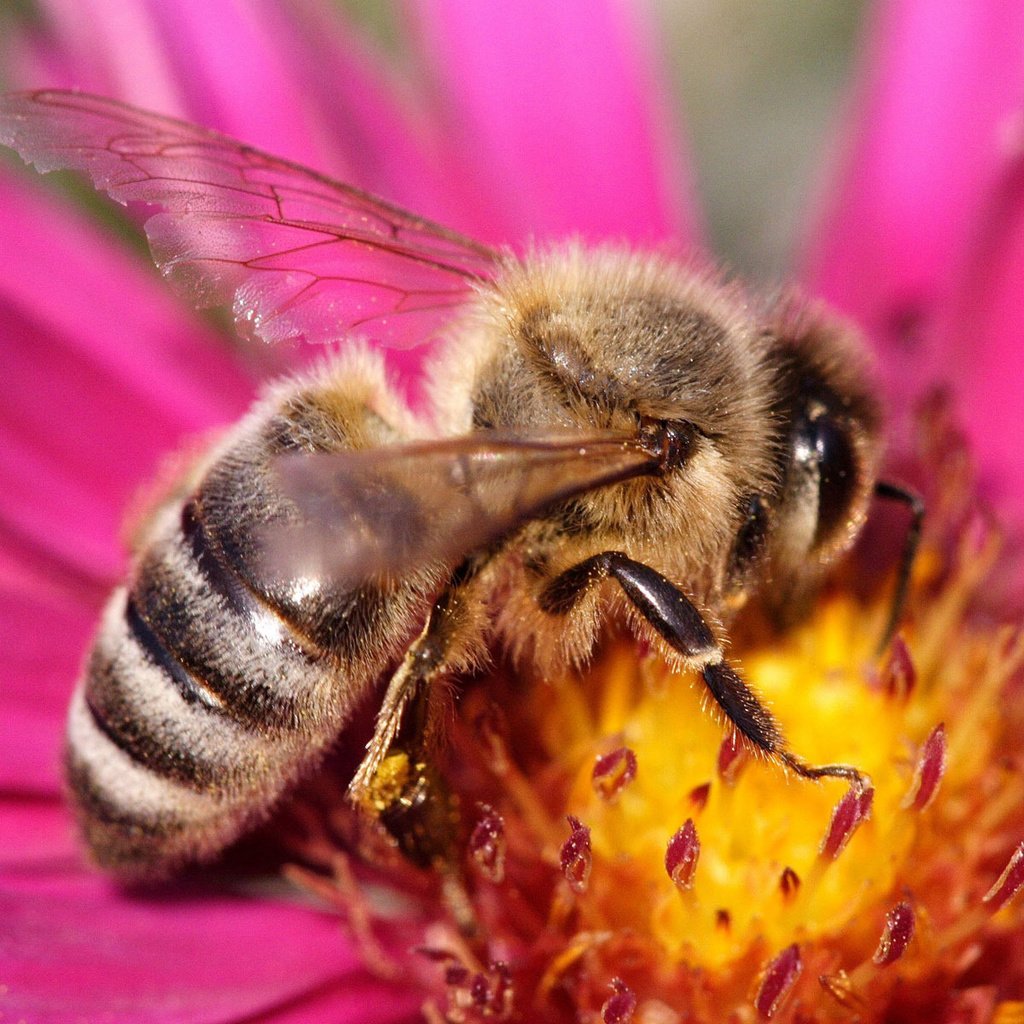 Обои макро, цветок, розовый, пчела, оса, macro, flower, pink, bee, osa разрешение 1920x1200 Загрузить
