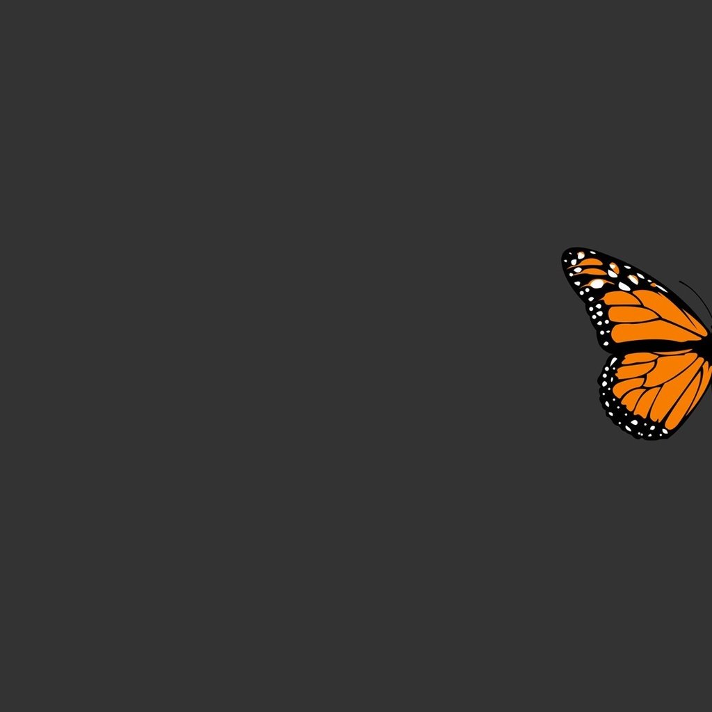 Обои бабочка, серый, минимализм, butterfly, grey, minimalism разрешение 1920x1200 Загрузить