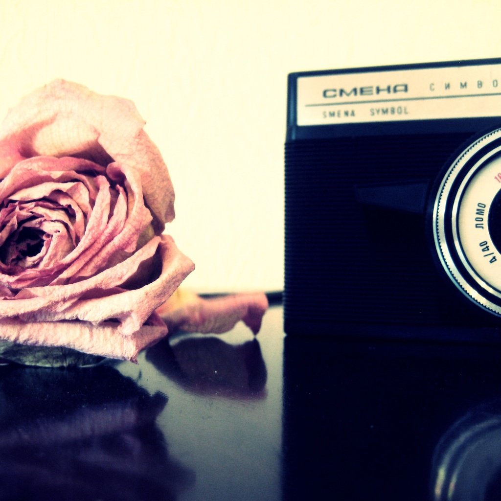 Обои цветы, роза, фотоаппарат, flowers, rose, the camera разрешение 3072x2304 Загрузить