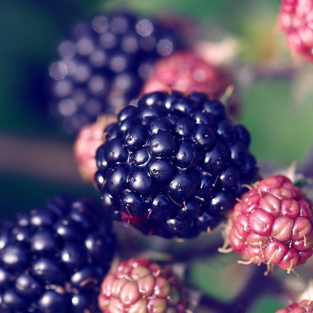 Обои ягода, растение, ежевика, berry, plant, blackberry разрешение 1920x1200 Загрузить