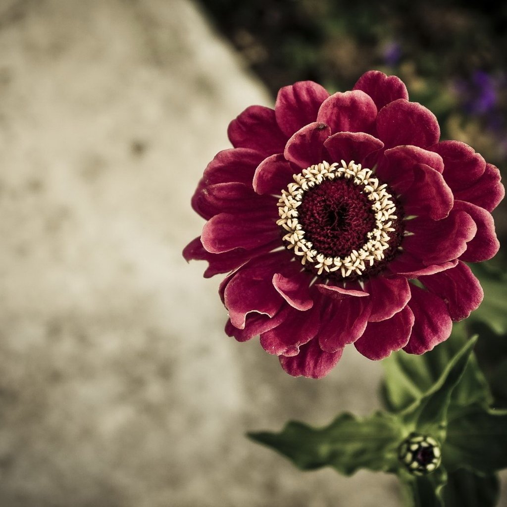 Обои цветок, вид сверху, бордовый, цинния, flower, the view from the top, burgundy, zinnia разрешение 1920x1200 Загрузить