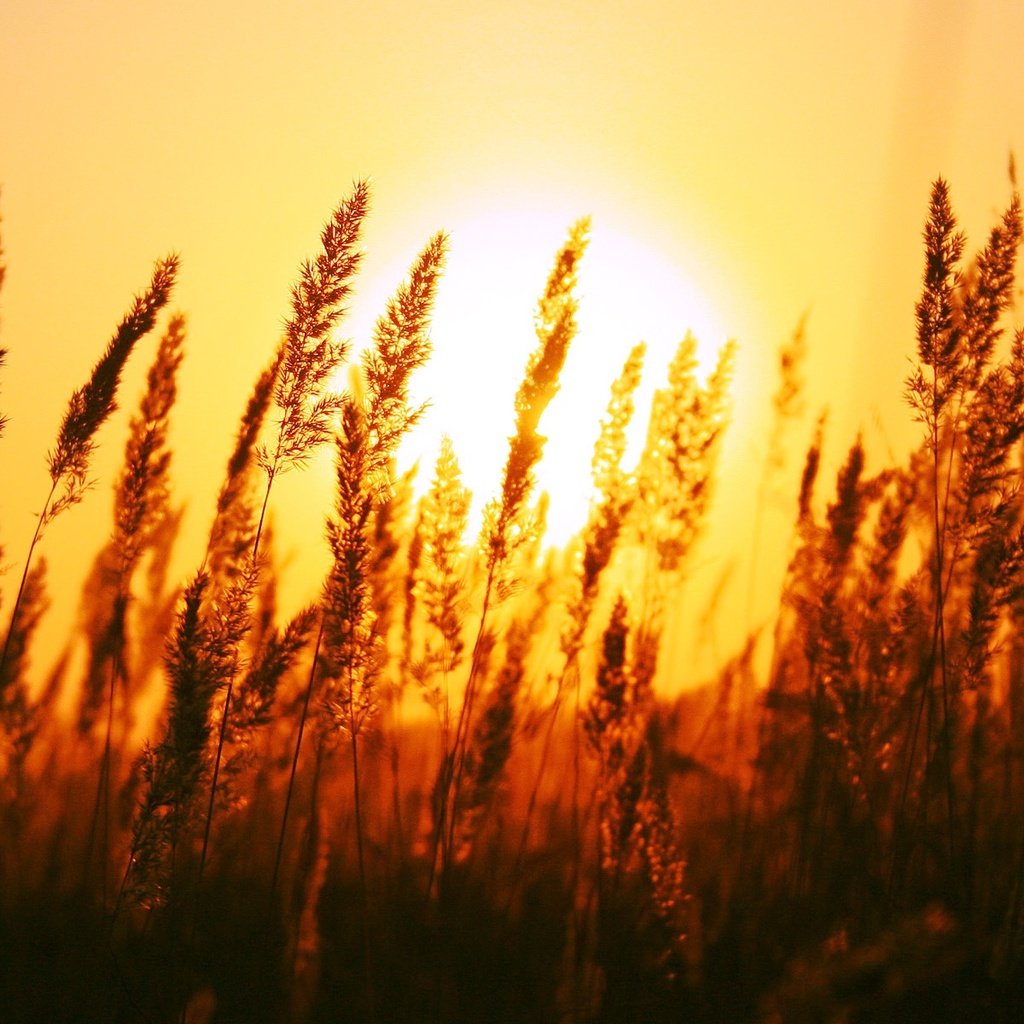 Обои трава, солнце, природа, поле, рассвет, колоски, grass, the sun, nature, field, dawn, spikelets разрешение 1920x1200 Загрузить