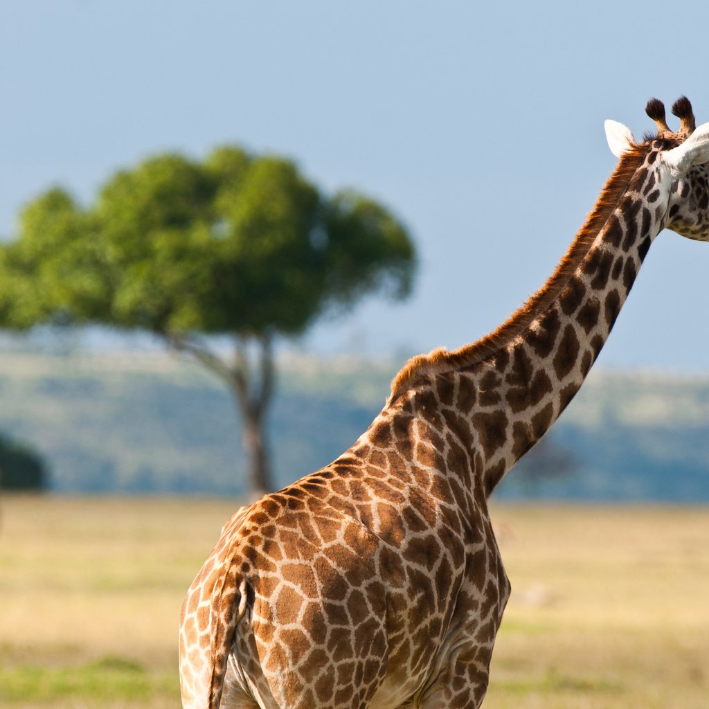 Обои пятна, жираф, саванна, шея, spot, giraffe, savannah, neck разрешение 2560x1600 Загрузить