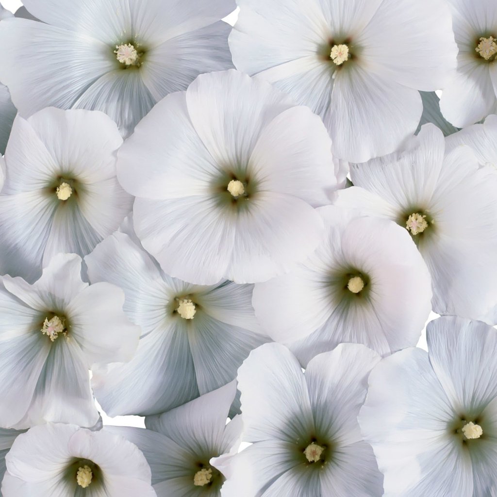Обои цветы, фон, белые цветы, лаватера, flowers, background, white flowers, lavatera разрешение 1920x1200 Загрузить