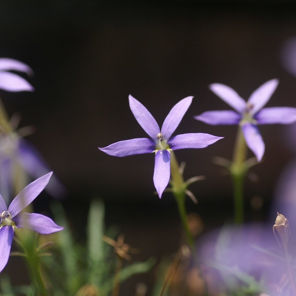 Обои цветы, лепестки, стебли, боке, лаурентия, flowers, petals, stems, bokeh разрешение 1920x1200 Загрузить