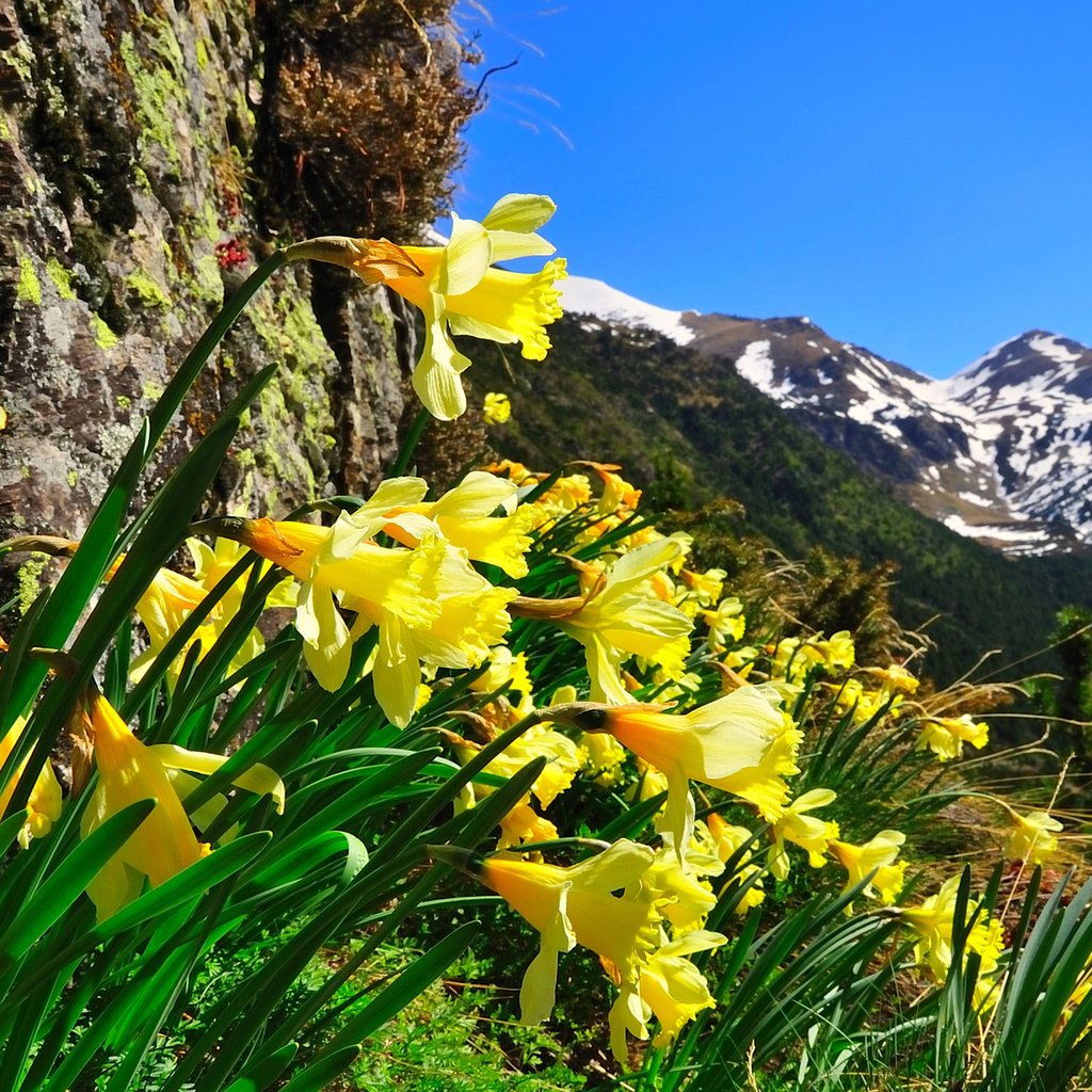 Обои небо, цветы, горы, природа, нарциссы, the sky, flowers, mountains, nature, daffodils разрешение 1920x1200 Загрузить