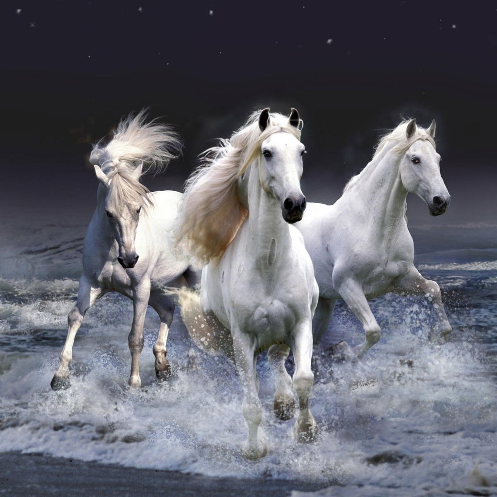 Обои небо, копыта, лошадь, вода, волны, белые, лошади, кони, грива, бег, running, the sky, hooves, horse, water, wave, white, horses, mane разрешение 1920x1200 Загрузить