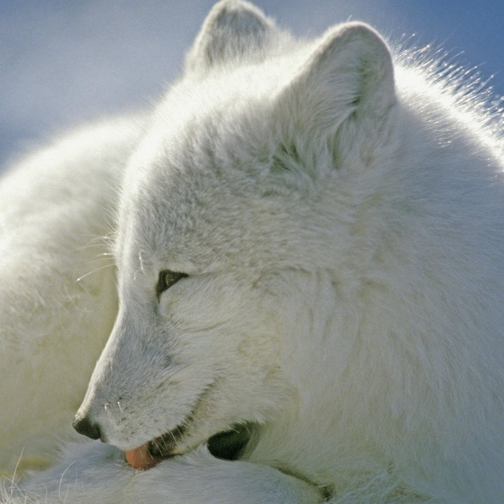Обои зима, мех, песец, полярная лисица, winter, fur, fox, polar fox разрешение 1920x1080 Загрузить