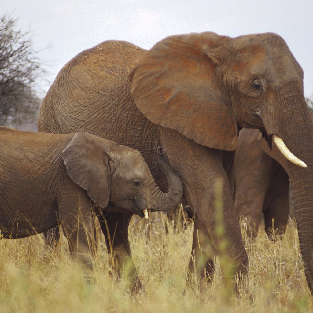 Обои слоны, elephants разрешение 1920x1200 Загрузить