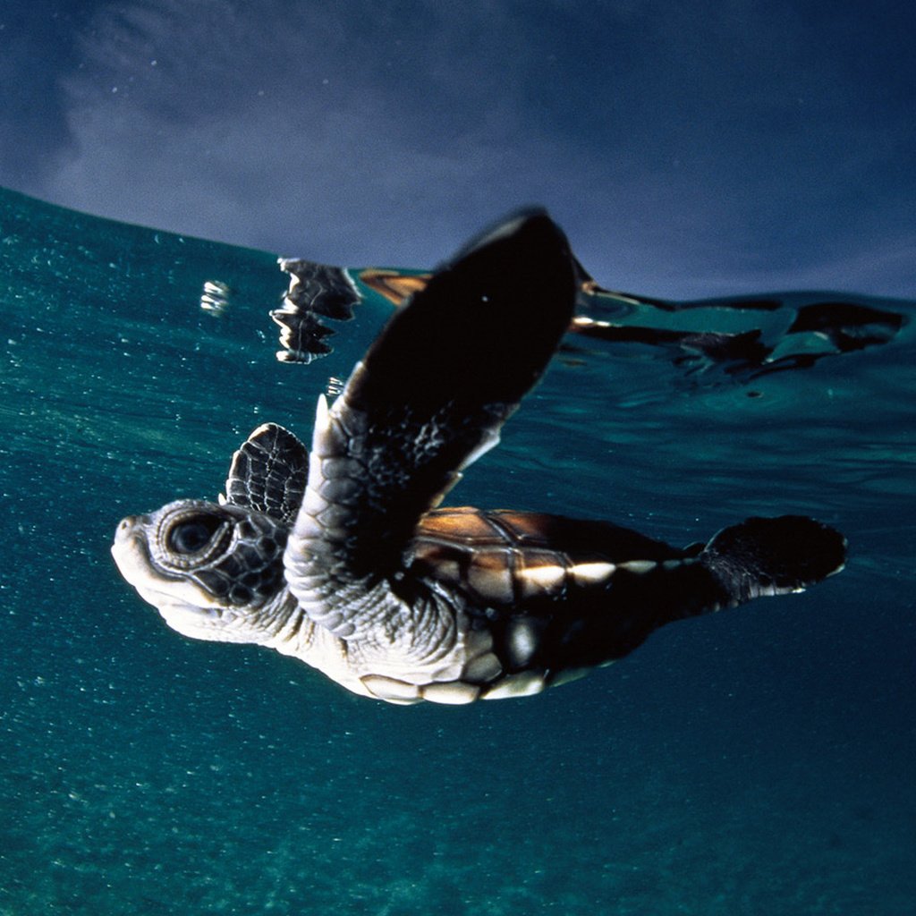 Обои вода, океан, черепашка, морская черепаха, франзузская полинезия, water, the ocean, bug, sea turtle, french polynesia разрешение 1920x1200 Загрузить