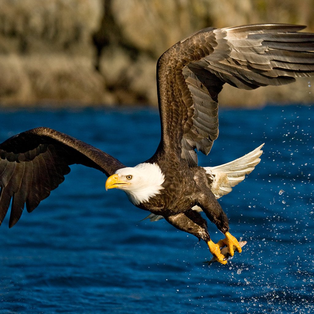 Обои вода, полет, крылья, брызги, орел, птица, water, flight, wings, squirt, eagle, bird разрешение 1920x1200 Загрузить