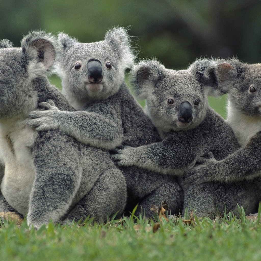 Обои трава, природа, животные, коала, сумчатые медведи, животно е, grass, nature, animals, koala, marsupials bears разрешение 1920x1080 Загрузить