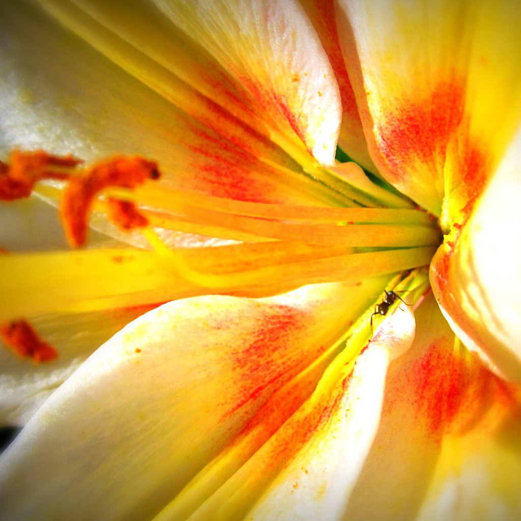 Обои макро, цветок, лилия, macro, flower, lily разрешение 1920x1200 Загрузить