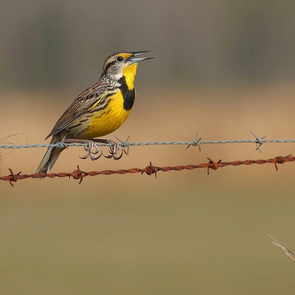 Обои природа, забор, птицы, колючая проволока, щегол, птаха, nature, the fence, birds, barbed wire, goldfinch, bird разрешение 1920x1200 Загрузить