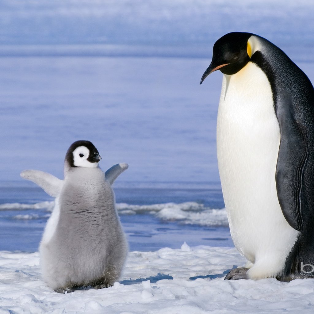 Обои пингвины, пингвинёнок, penguins, penguin разрешение 1920x1200 Загрузить