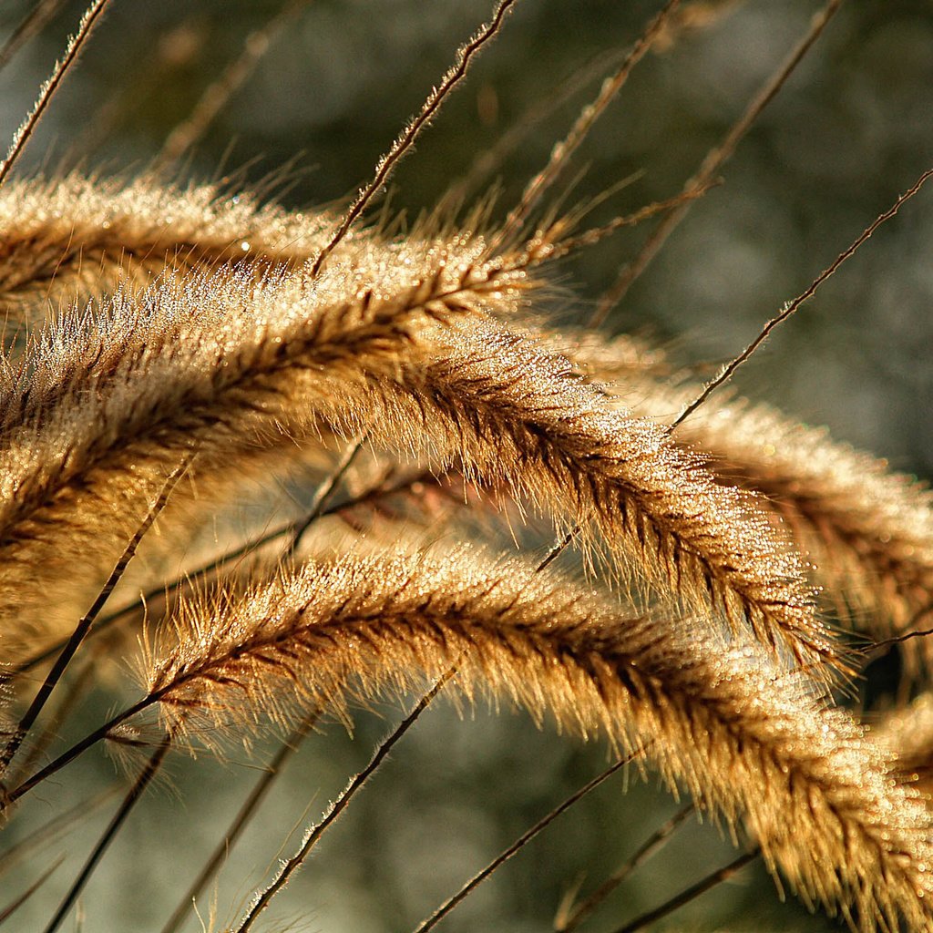 Обои трава, природа, макро, колосья, колоски, растение, красиво, grass, nature, macro, ears, spikelets, plant, beautiful разрешение 2560x1600 Загрузить