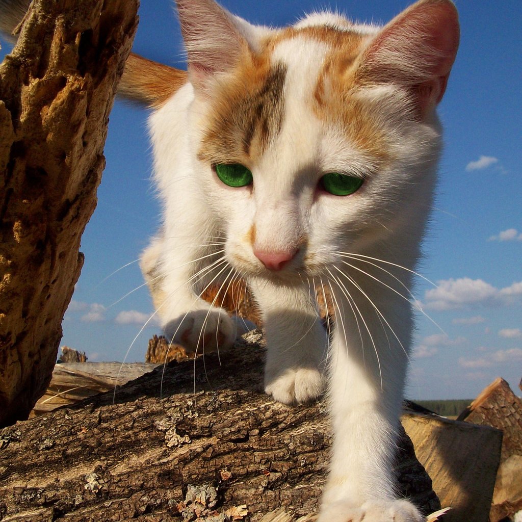 Обои природа, кот, кошка, прогулка, зеленые глаза, рыже-белый, nature, cat, walk, green eyes, red-white разрешение 2560x1600 Загрузить