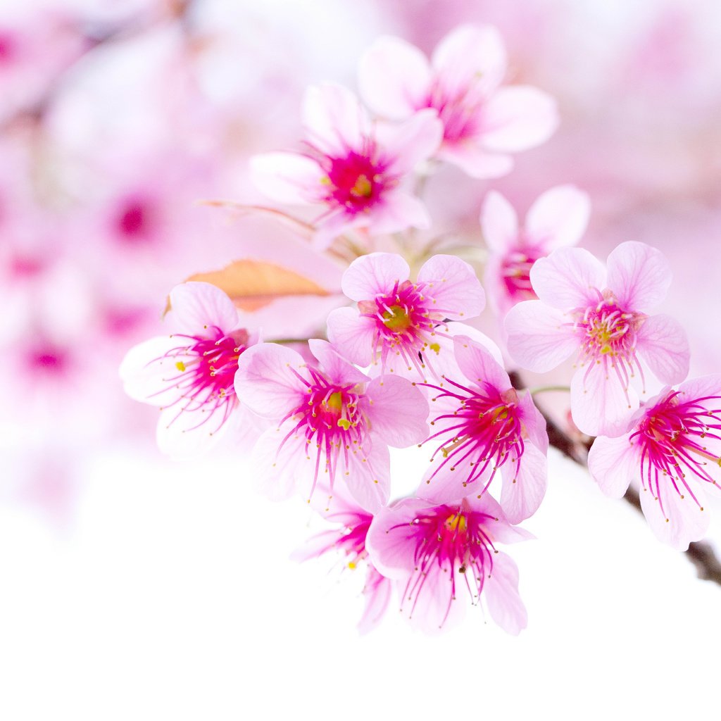 Обои ветка, цветение, весна, вишня, сакура, розовый цветок, branch, flowering, spring, cherry, sakura, pink flower разрешение 8130x5420 Загрузить