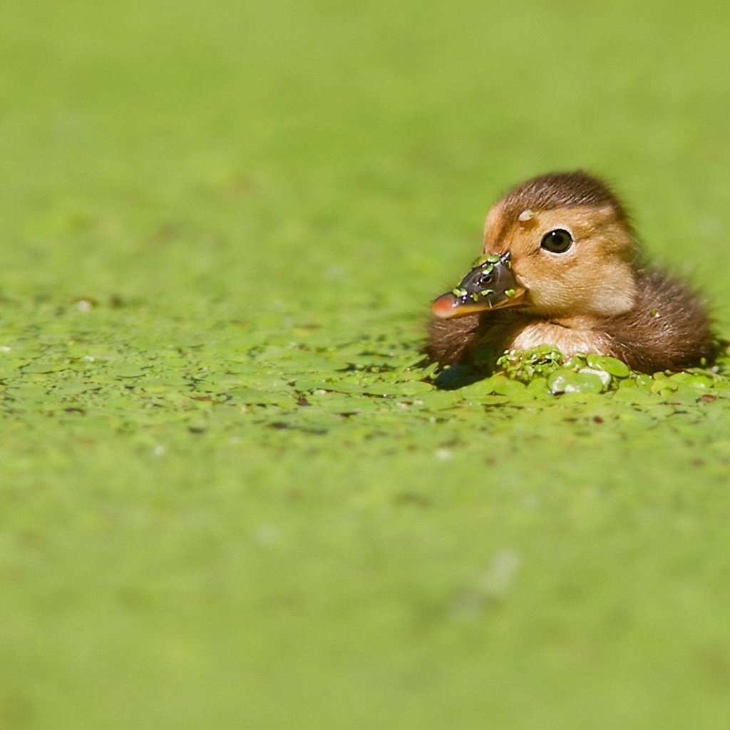 Обои птенец, птица, клюв, утка, утенок, ряска, на водной глади, chick, bird, beak, duck, duckweed, on the water разрешение 1920x1200 Загрузить