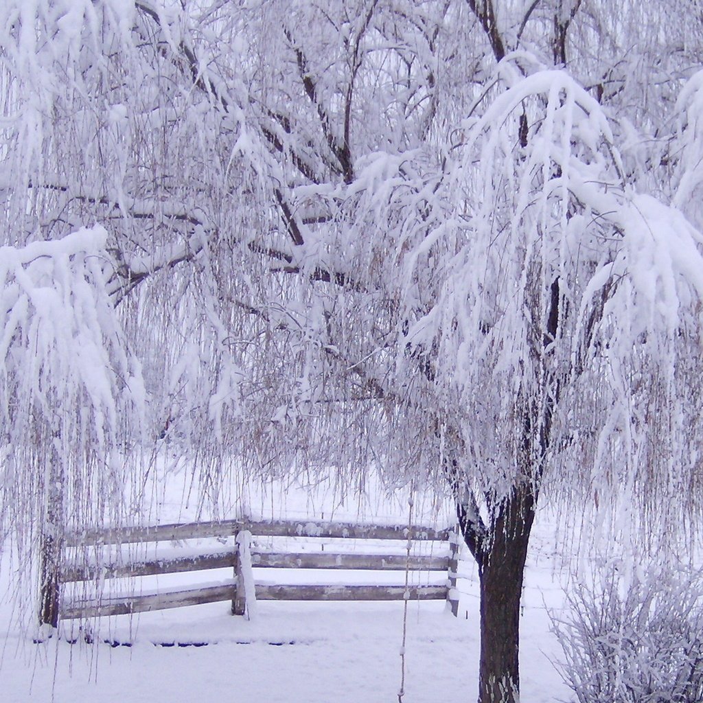 Обои снег, дерево, зима, ветки, мороз, иней, забор, зимний лес, snow, tree, winter, branches, frost, the fence, winter forest разрешение 1920x1200 Загрузить