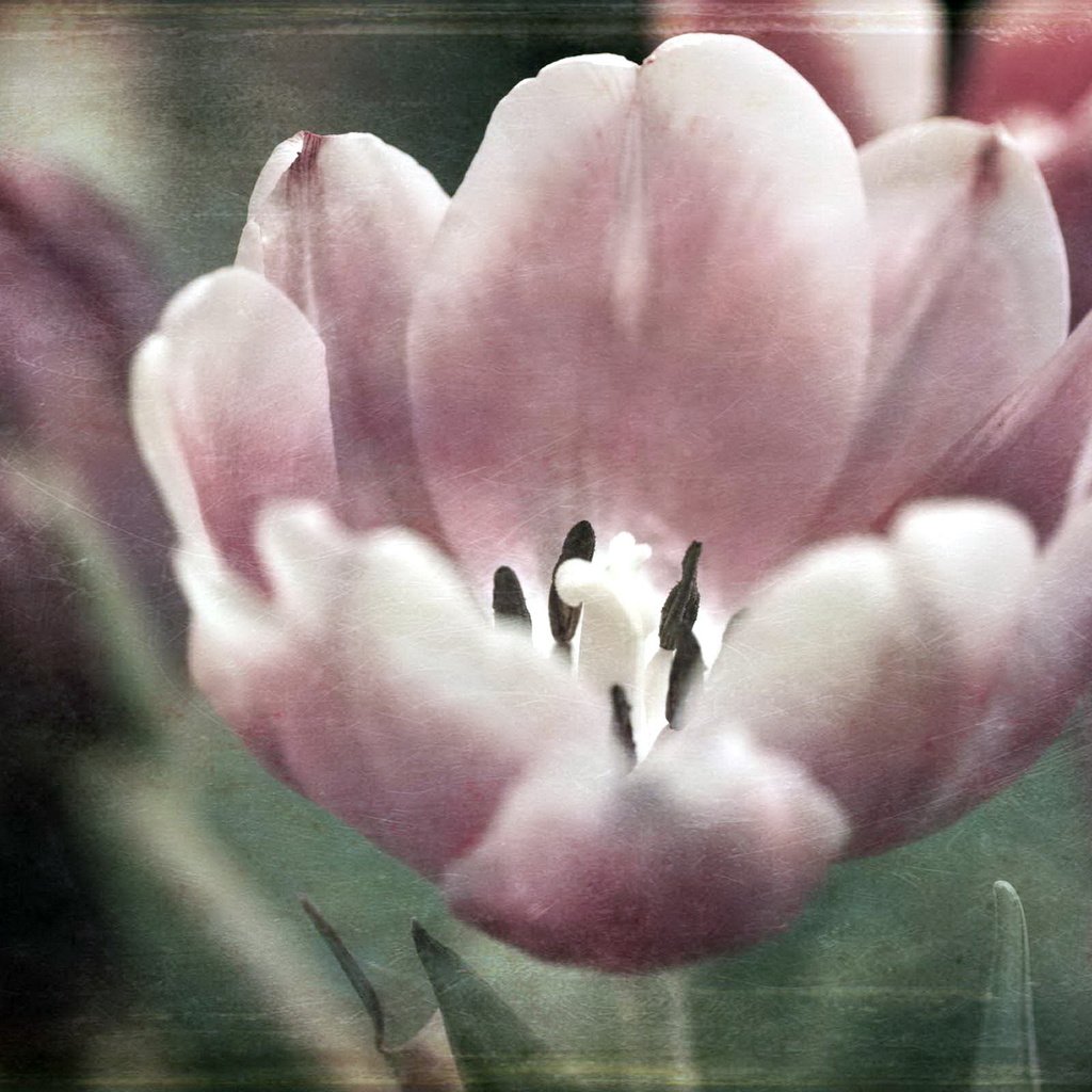 Обои фон, цветок, лепестки, тюльпан, fon, cvetok, stil, тюлюпан, background, flower, petals, tulip, tolupan разрешение 1920x1280 Загрузить