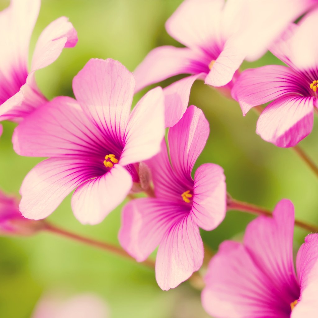 Обои цветы, лепестки, розовый, пастель, кислица, flowers, petals, pink, pastel, oxalis разрешение 2560x1600 Загрузить