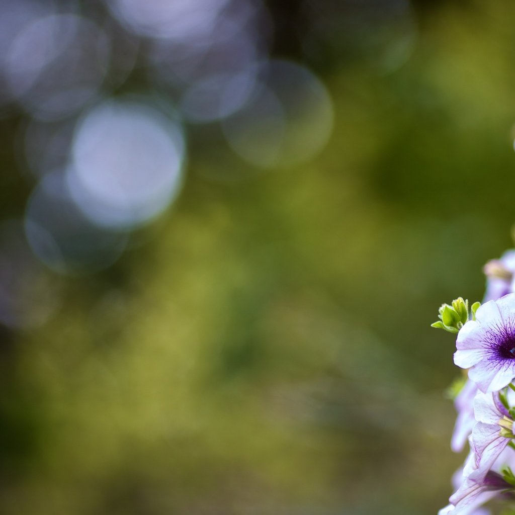 Обои цветы, листья, макро, лето, боке, cvety, leto, makro, listya, boke, flowers, leaves, macro, summer, bokeh разрешение 4372x2460 Загрузить