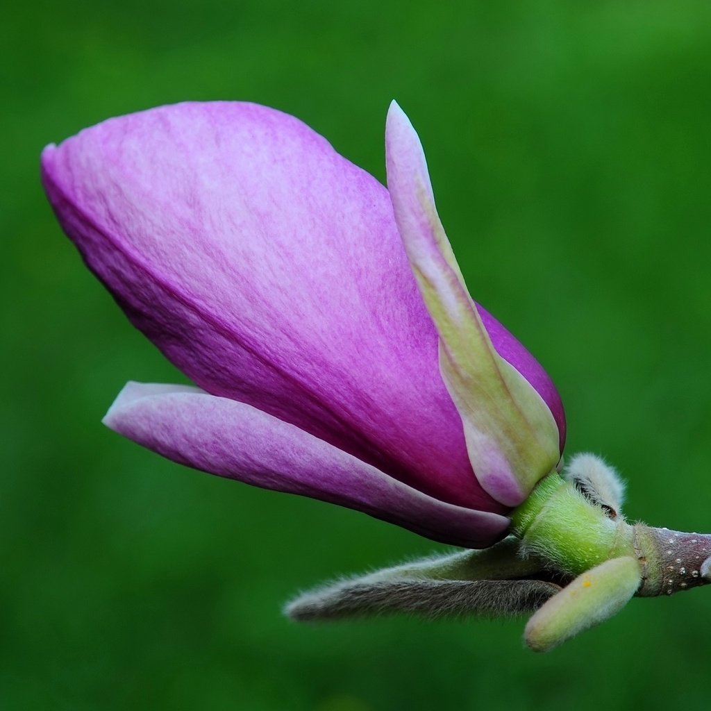 Обои cvety, priroda, magnoliya разрешение 1920x1200 Загрузить