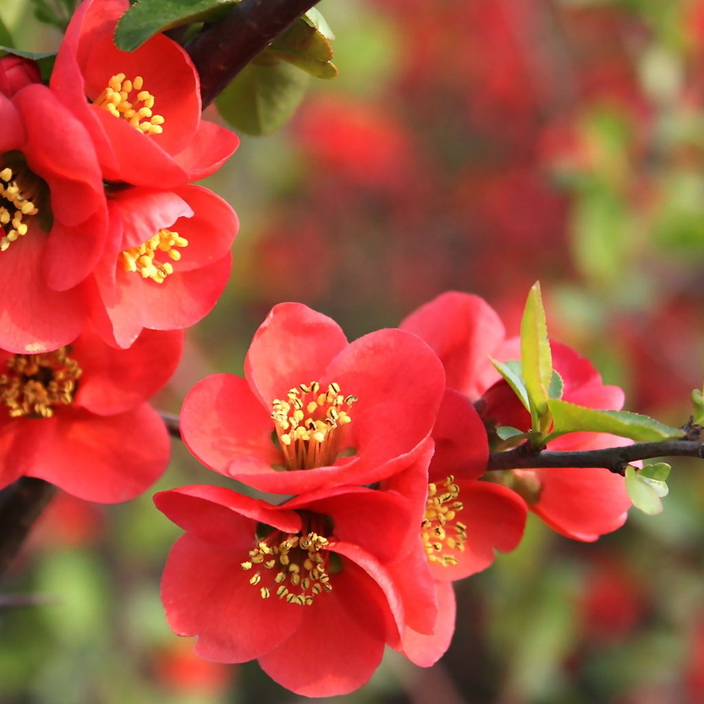 Обои цветение, весна, cvety, vesna, priroda, vetka, krasnye, granat, listochki, айва, flowering, spring, quince разрешение 1920x1200 Загрузить