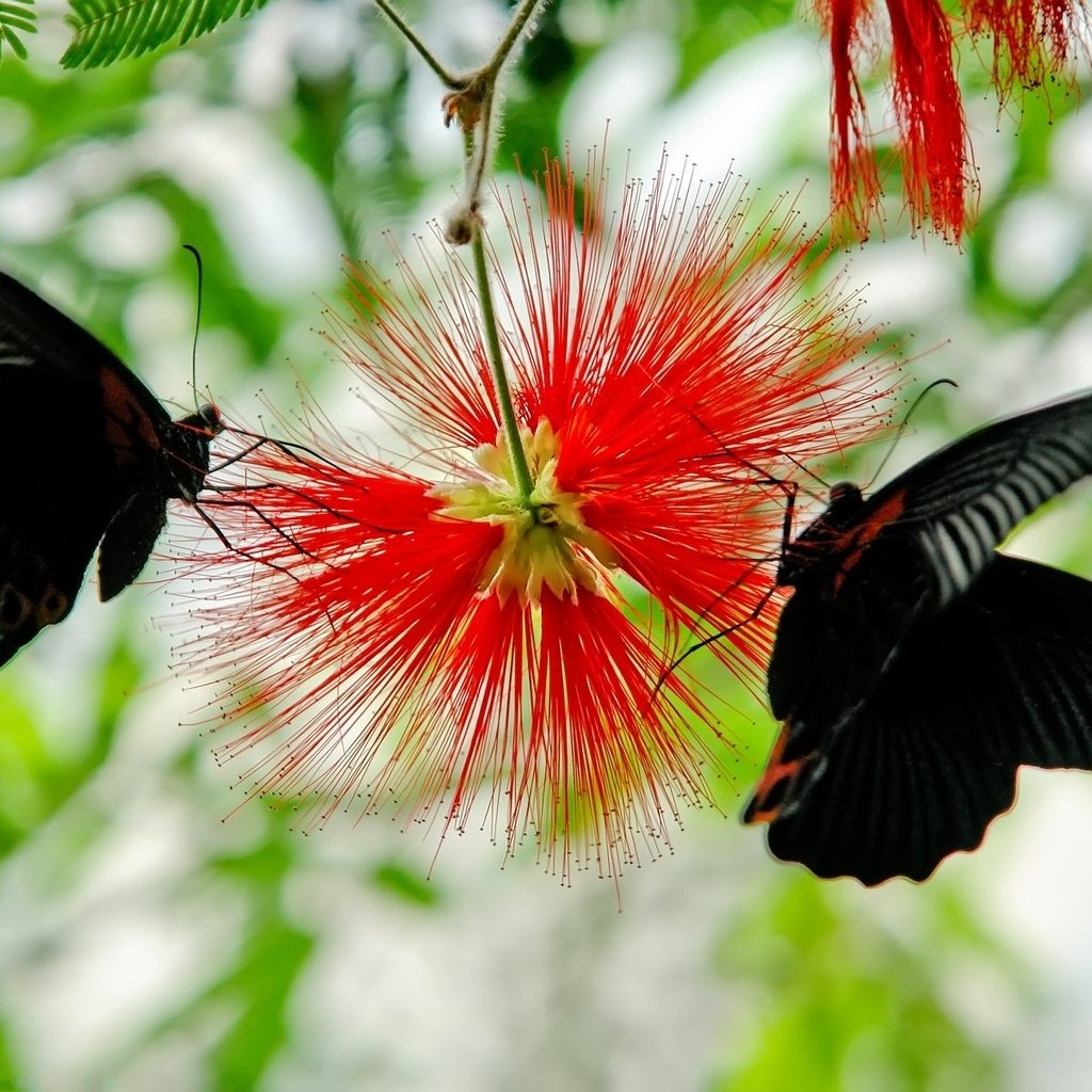 Обои листья, макро, цветок, крылья, насекомые, бабочки, растение, leaves, macro, flower, wings, insects, butterfly, plant разрешение 1920x1200 Загрузить