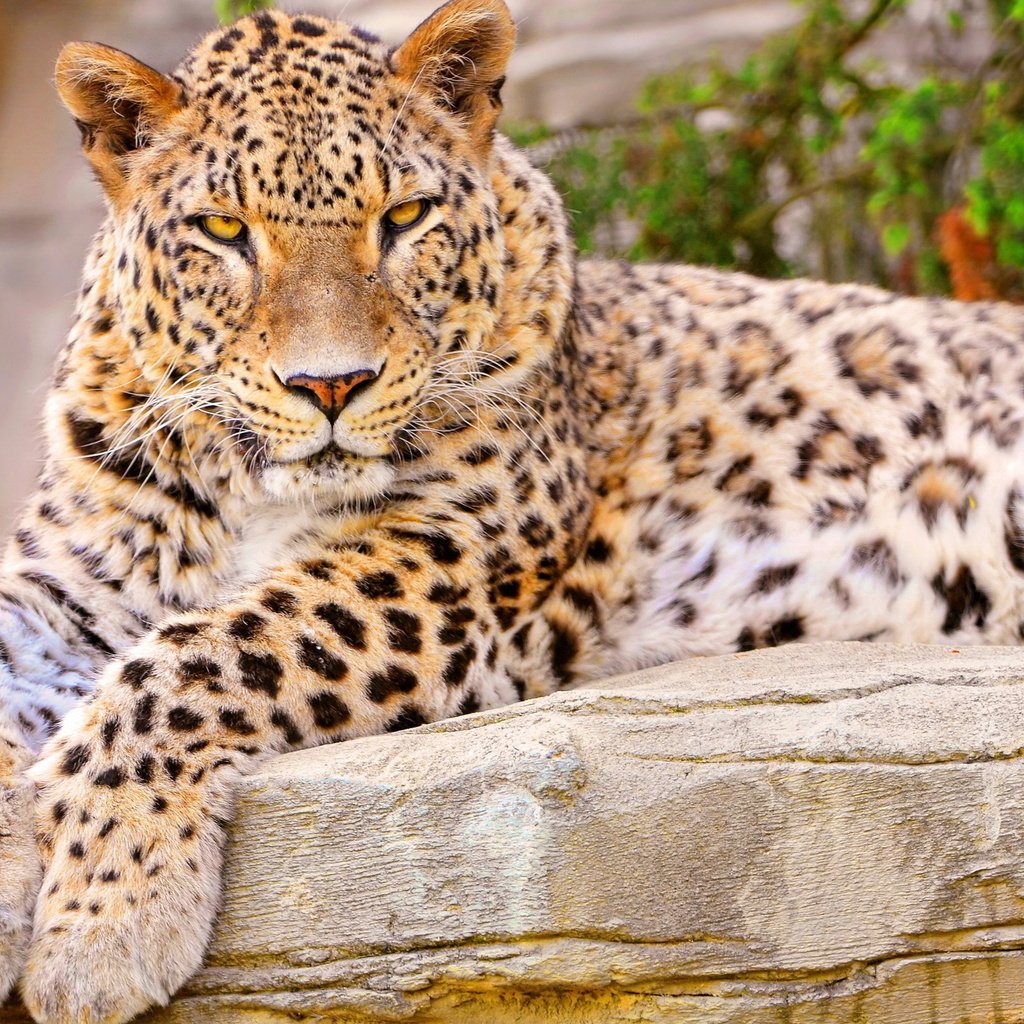 Обои морда, лапы, взгляд, лежит, леопард, хищник, face, paws, look, lies, leopard, predator разрешение 2560x1600 Загрузить