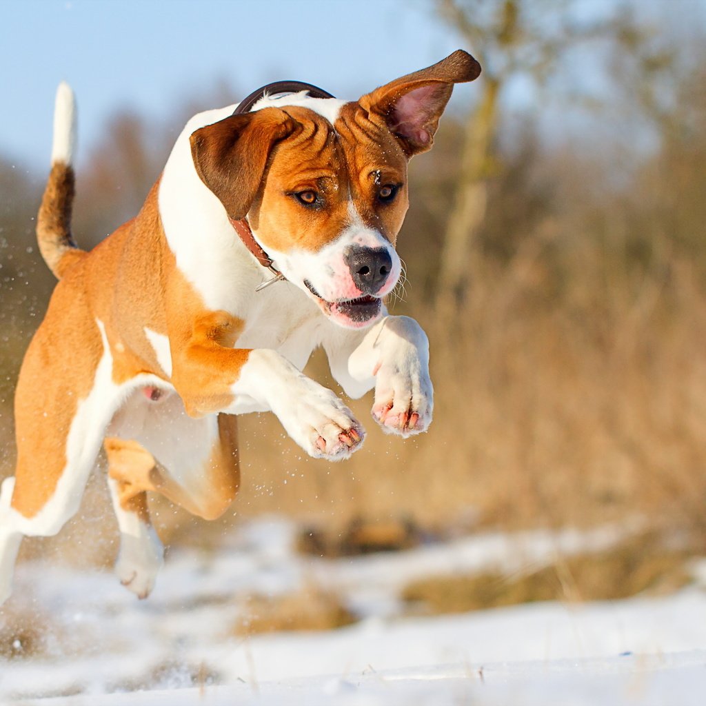 Обои собака, прыжок, друг, мяч, бег, dog, jump, each, the ball, running разрешение 2560x1600 Загрузить