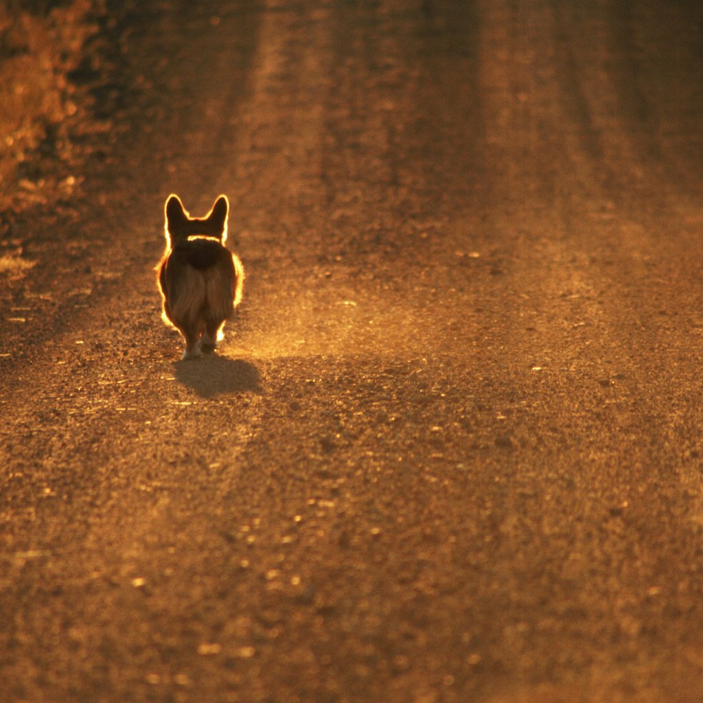 Обои дорога, собака, вельш-корги, road, dog, welsh corgi разрешение 2560x1600 Загрузить