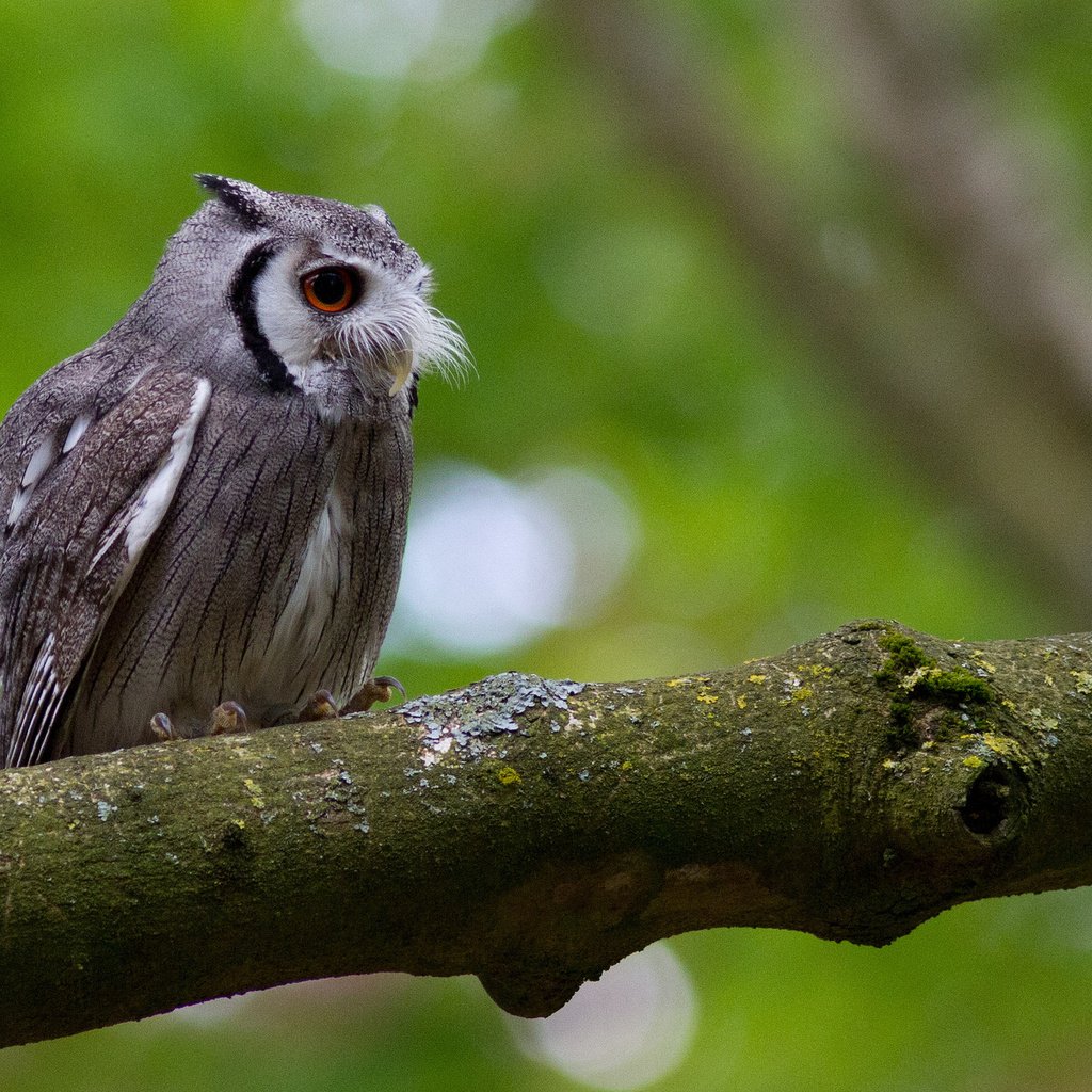 Обои сова, дерево, усы, птица, мох, ствол, уши, owl, tree, mustache, bird, moss, trunk, ears разрешение 2048x1365 Загрузить