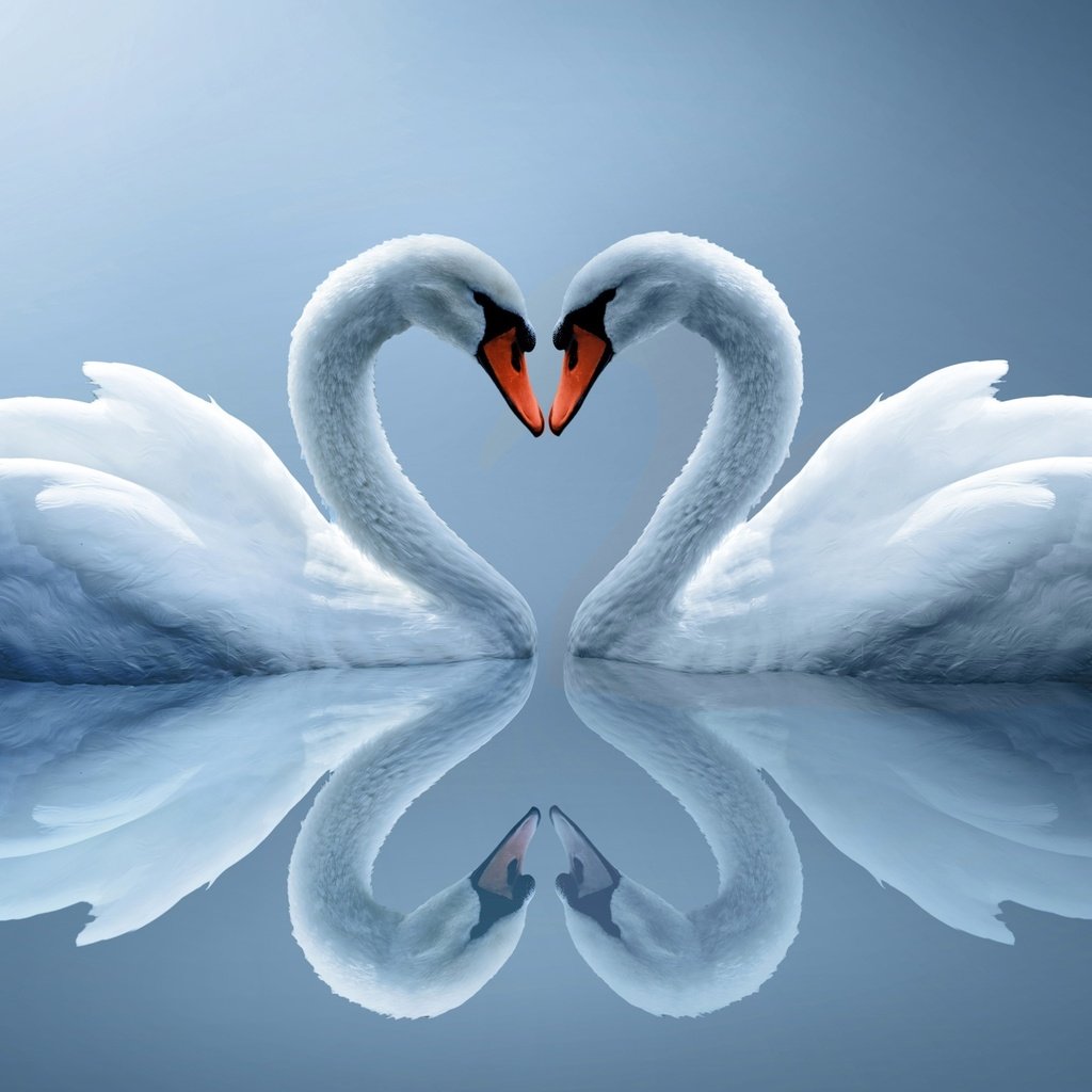 Обои вода, отражение, сердце, птицы, пара, белые, лебеди, water, reflection, heart, birds, pair, white, swans разрешение 2560x1600 Загрузить