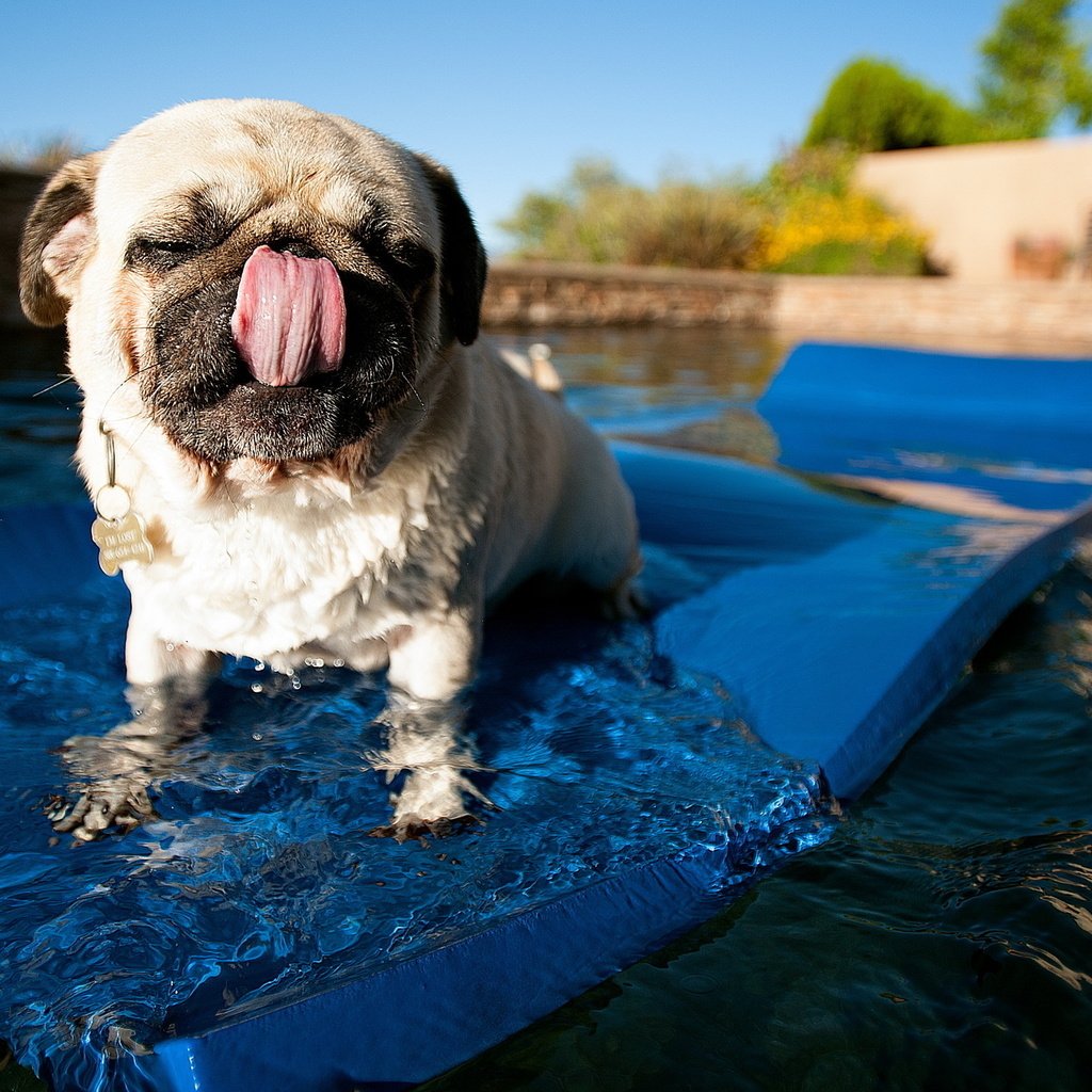 Обои вода, собака, бассейн, язык, мопс, коврик, water, dog, pool, language, pug, mat разрешение 2560x1600 Загрузить