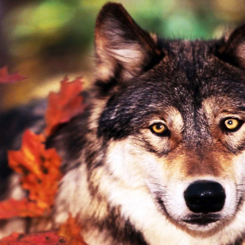 Обои листья, взгляд, осень, хищник, волк, leaves, look, autumn, predator, wolf разрешение 1920x1200 Загрузить