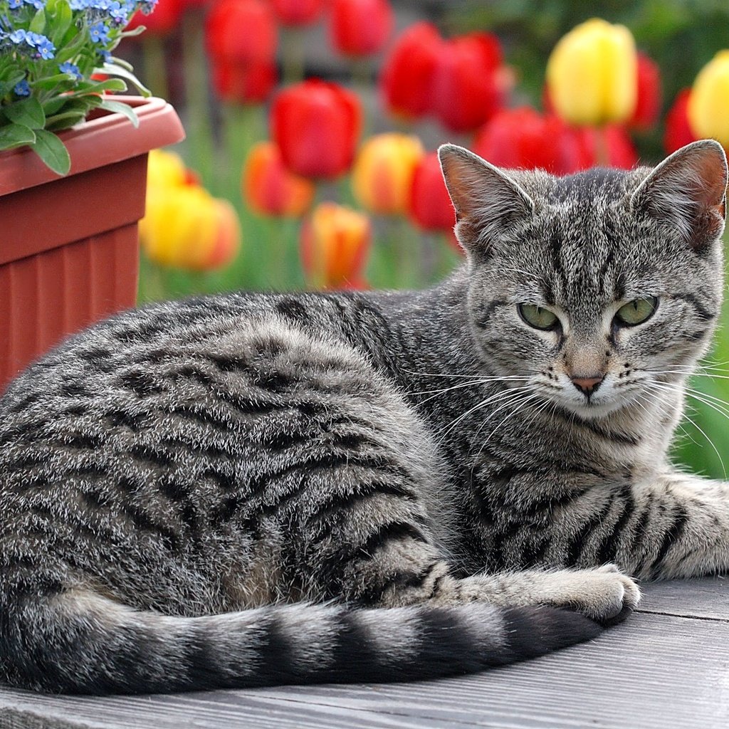 Обои цветы, кот, кошка, лежит, полосатый, flowers, cat, lies, striped разрешение 2048x1416 Загрузить