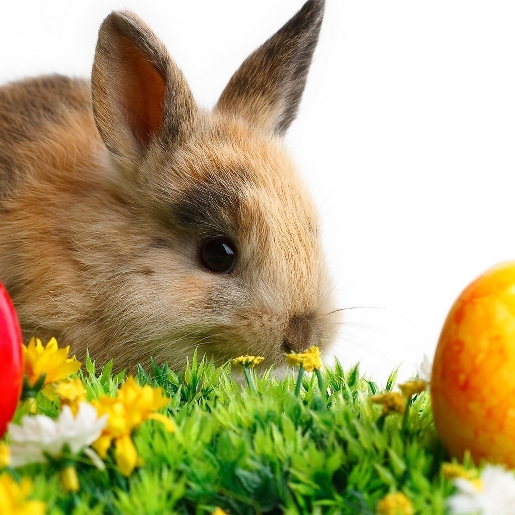 Обои кролик и пасхальные яйца, rabbit and easter eggs разрешение 2560x1440 Загрузить