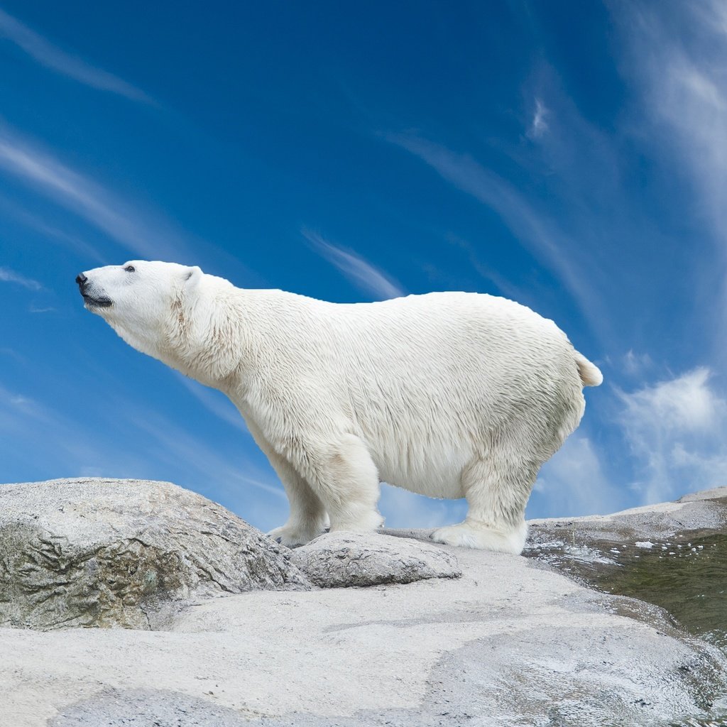 Обои снег, камни, медведь, белый, белый медведь, полярный, камн, snow, stones, bear, white, polar bear, polar, stone разрешение 1920x1200 Загрузить