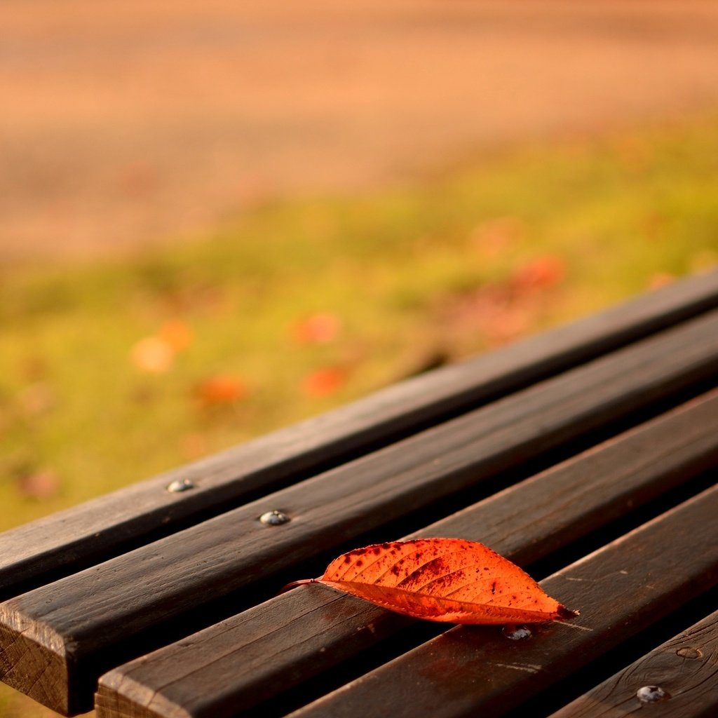 Обои природа, макро, осень, лист, скамейка, nature, macro, autumn, sheet, bench разрешение 1920x1200 Загрузить